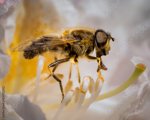 Flower fly sucking nectars from a white flower in macro closeup © Sebastian