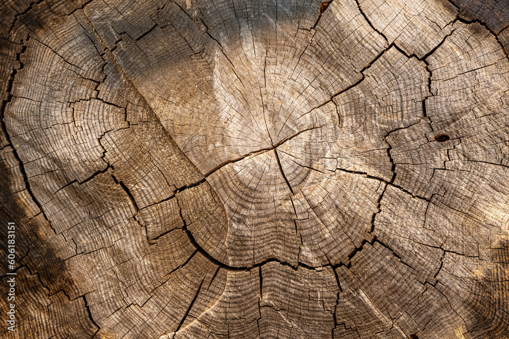 Fototapeta premium A view from inside a felled tree. a tree stump pattern. Texture of wood
