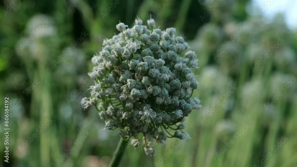 onion seed onion seed