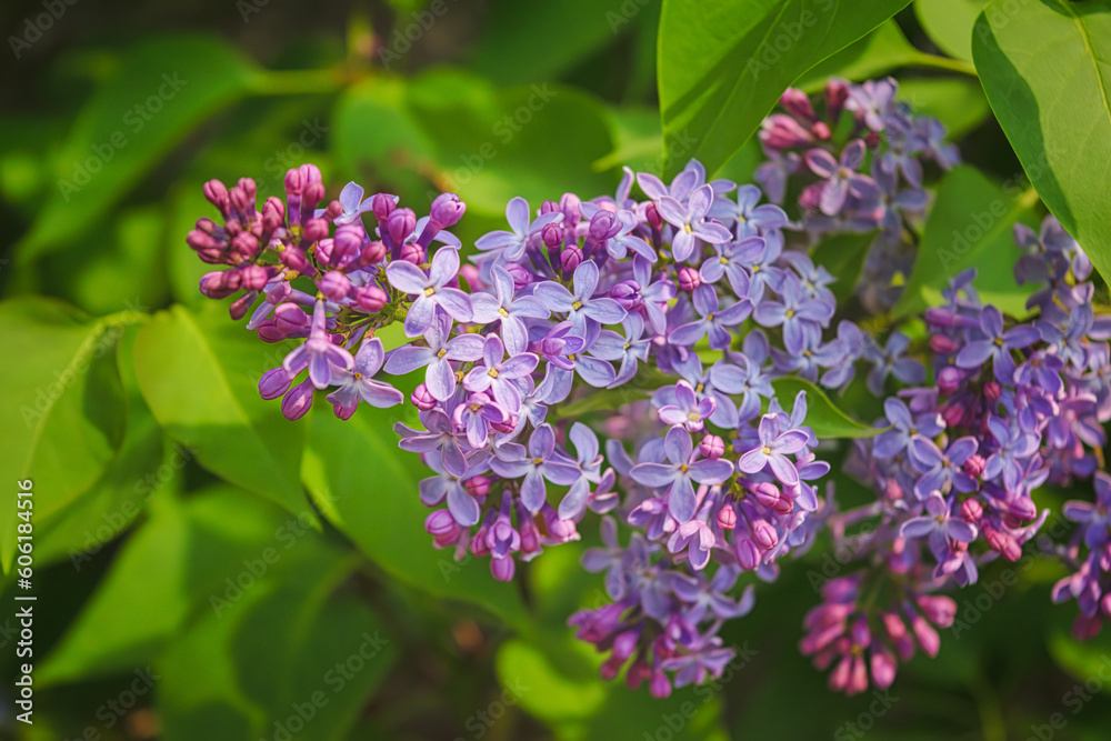 Syringa. Blooming branches of lilac close-up. Lush bloom of lilacs. Selective focus. Syringa. Blooming branches of lilac close-up. Lush bloom of lilacs. Selective focus.