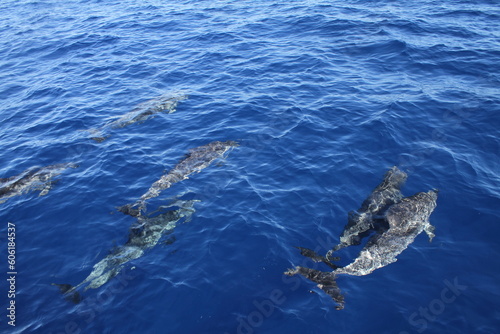 A group of dolphins speeding across the surface of the sea.