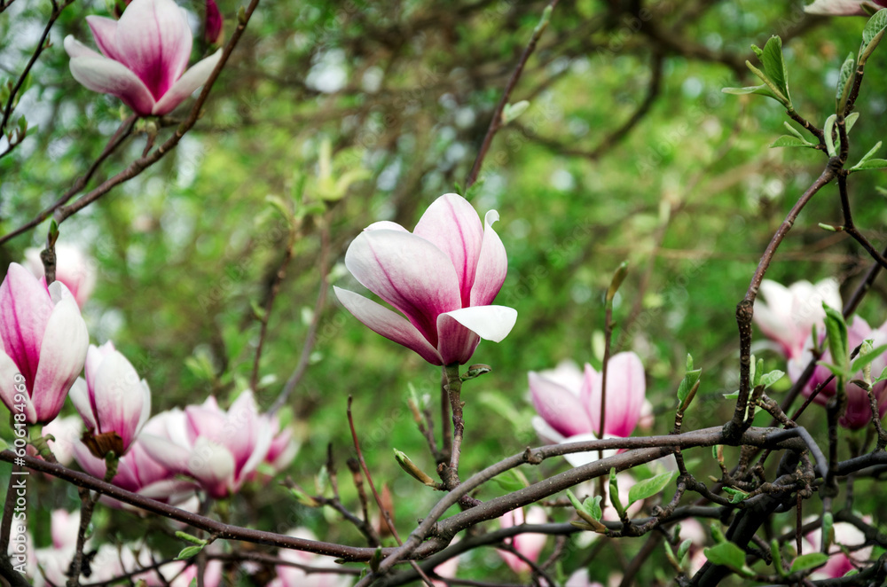 pink magnolia flowers in the spring garden