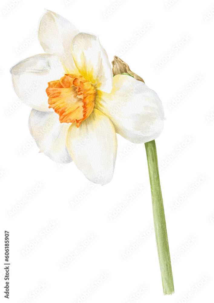 White daffodil flower with stem botanical illustration. White daffodil flower with stem botanical illustration.