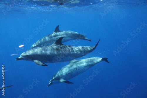 A group of three dolphins move calmly under the sea.