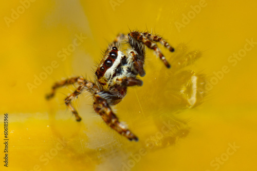 Araña en amarillo