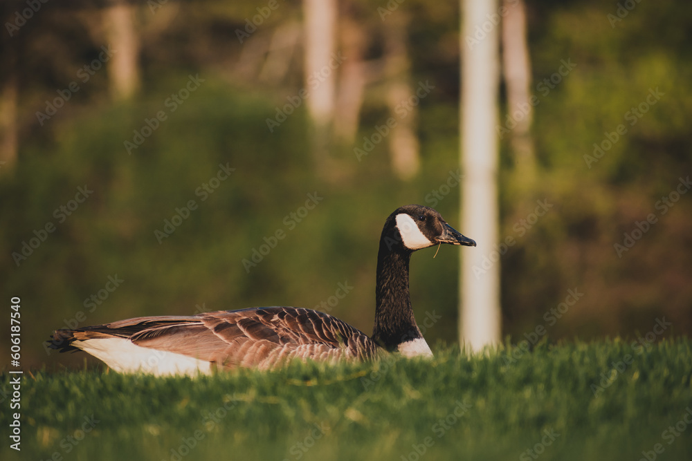 Canadian goose