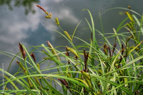 Carex riparia, greater pond sedge. Close up. photo