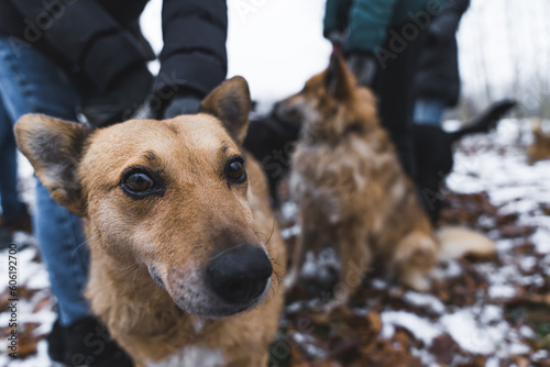 closeup shot of dogs with volunteers at the shelter, winter. High quality photo
