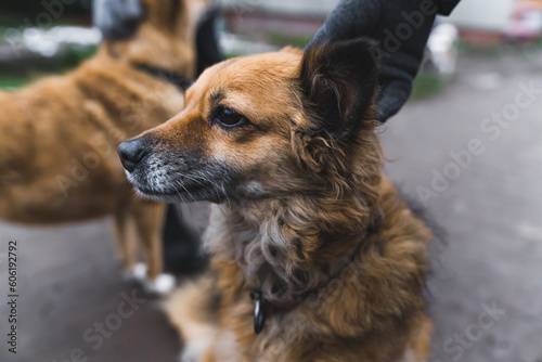 closeup shot of a homeless dog at the shelter, street dogs concept. High quality photo