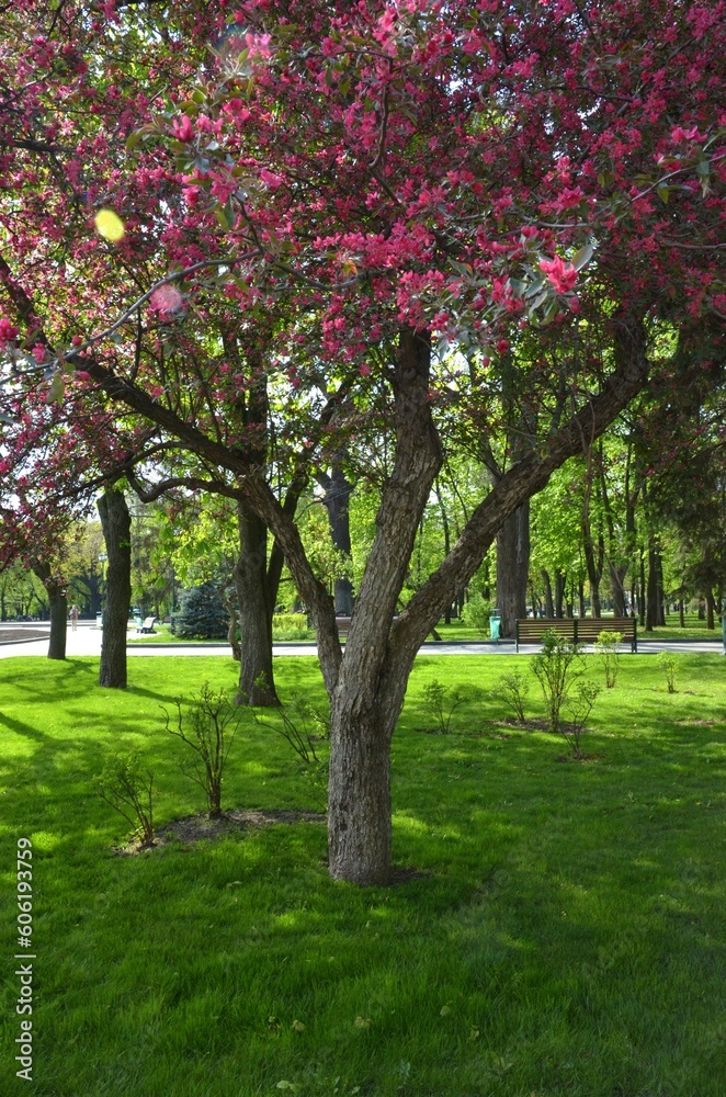 Crimson apple tree blooms in a park