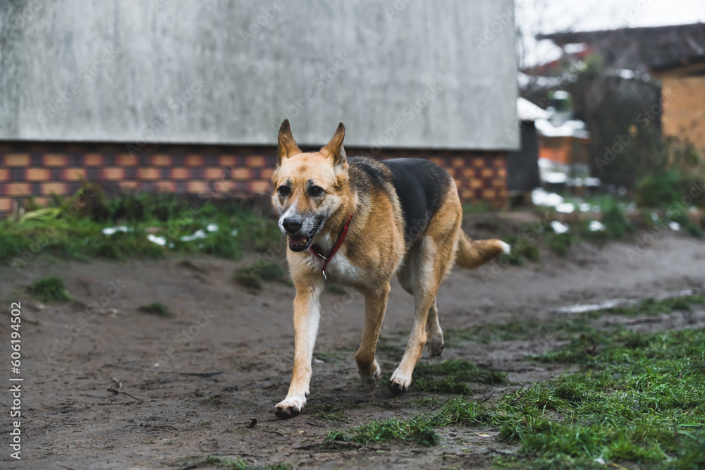 a dog running in the mud in the shelter. High quality photo a dog running in the mud in the shelter. High quality photo