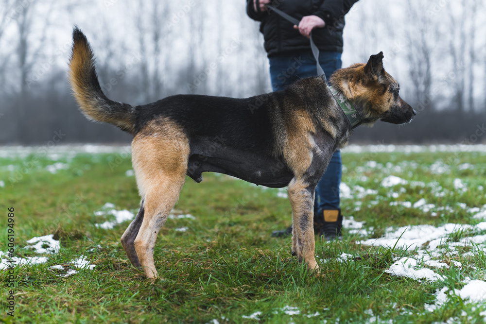 dog standing with a man in the snowy field, shelter and volunteer concept. High quality photo dog standing with a man in the snowy field, shelter and volunteer concept. High quality photo