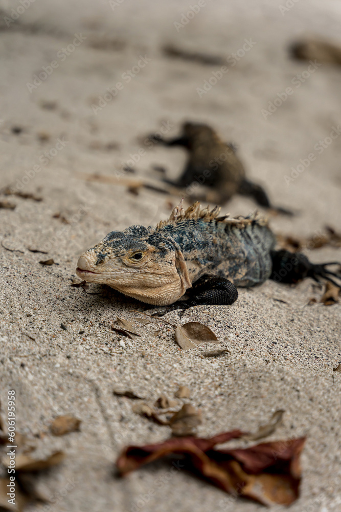 Iguana on the beach in Costa Rica Iguana on the beach in Costa Rica