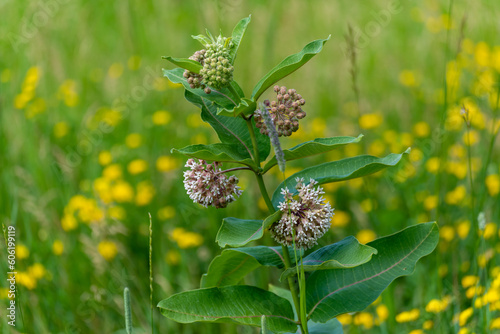 Common Milkweed Growing In the Field In Summer photo