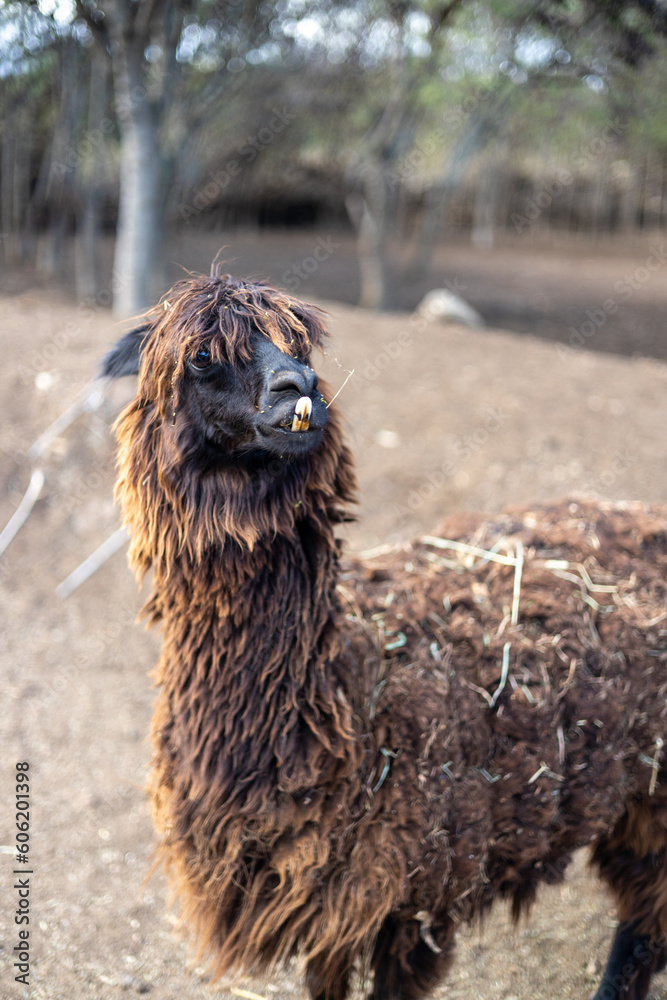 llama in zoo