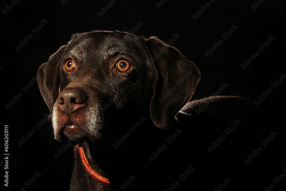 Beautiful German shorthaired pointer low-key portrait against a dark background in a studio
