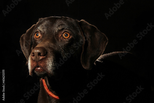 Beautiful German shorthaired pointer low-key portrait against a dark background in a studio