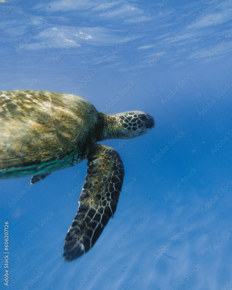 Fototapeta premium green sea turtle