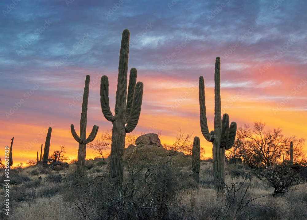 Saguaro Cactus On A Desert Hillside At Sunrise Time Saguaro Cactus On A Desert Hillside At Sunrise Time