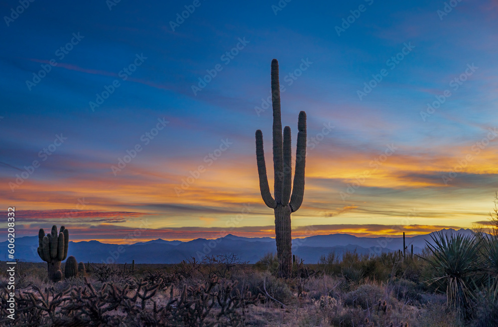 Lone Saguaro Cactus At Sunrise Time In Arizona Lone Saguaro Cactus At Sunrise Time In Arizona