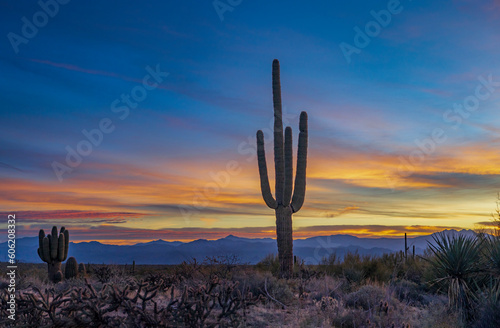 Lone Saguaro Cactus At Sunrise Time In Arizona