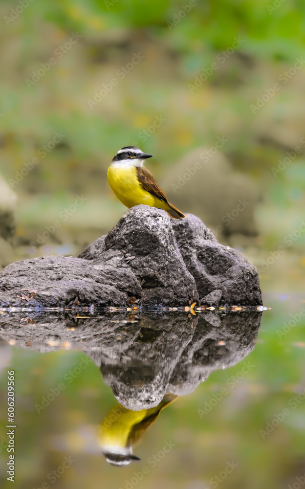 Fototapeta premium yellow billed hornbill