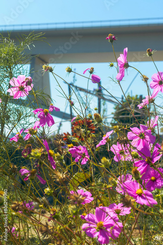 pink flowers on a fence
