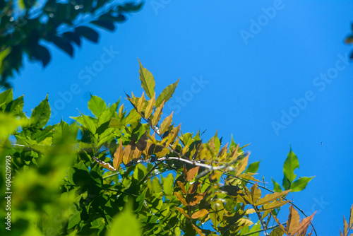 leaves against blue sky