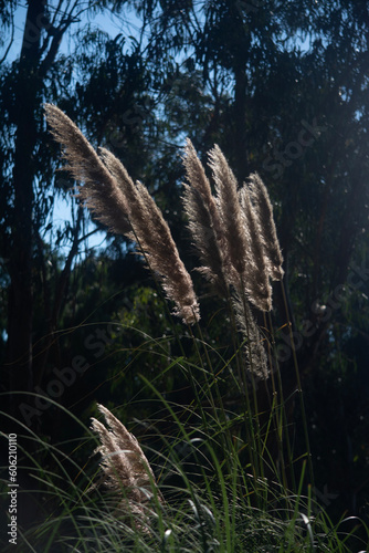 reeds in the water