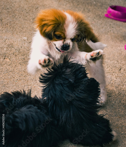 puppy