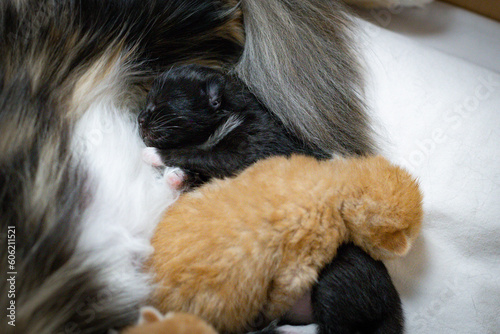 Sleeping newborn kitten with mother cat.