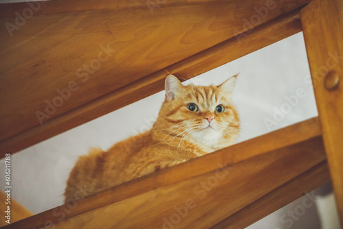 A thoroughbred red cat sits on a step of the stairs.