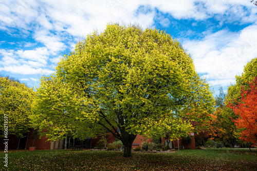 autumn in the park