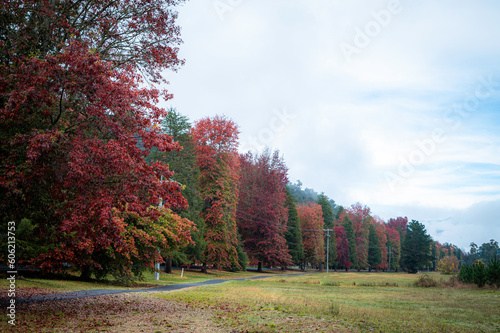 autumn in the forest