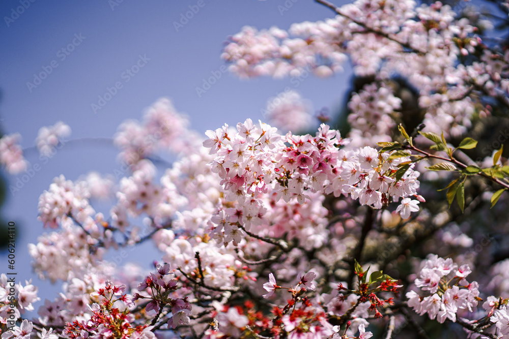 Pink Japanese Cherry blossoms in San Francisco Tea Garden