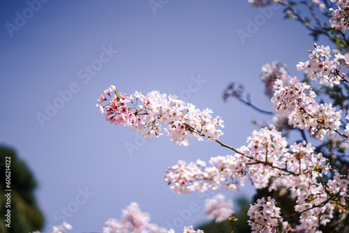Pink Japanese Cherry blossoms in San Francisco Tea Garden