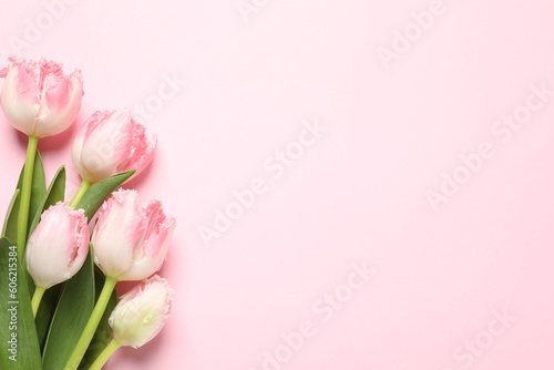 Fototapeta Naklejka Na Ścianę i Meble -  Beautiful colorful tulip flowers on pink background, top view. Space for text