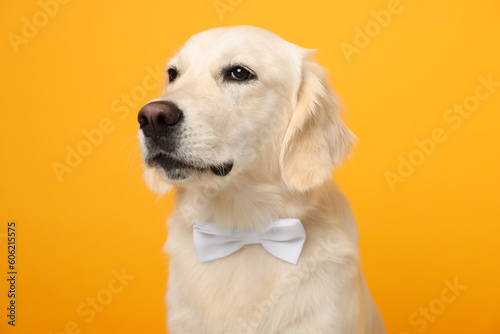 Cute Labrador Retriever dog with bow tie on yellow background