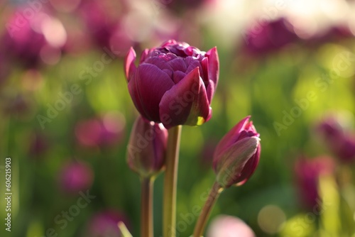 Beautiful colorful tulips growing in flower bed, closeup