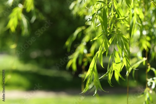 Fototapeta Naklejka Na Ścianę i Meble -  Beautiful willow tree with green leaves growing outdoors on sunny day, closeup. Space for text