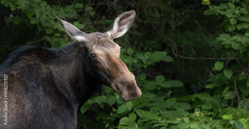 Female Moose  Graceful Presence.  Moose in Northern Ontario Poses for a Close-Up  Showing Alertness amidst a Backdrop of Lush Green Leaves.  Wildlife Photography. 