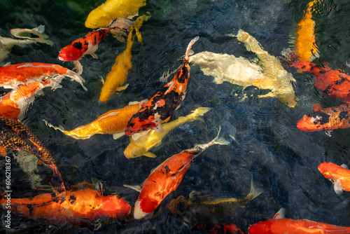 Koi Fish in a pond © Cyrill