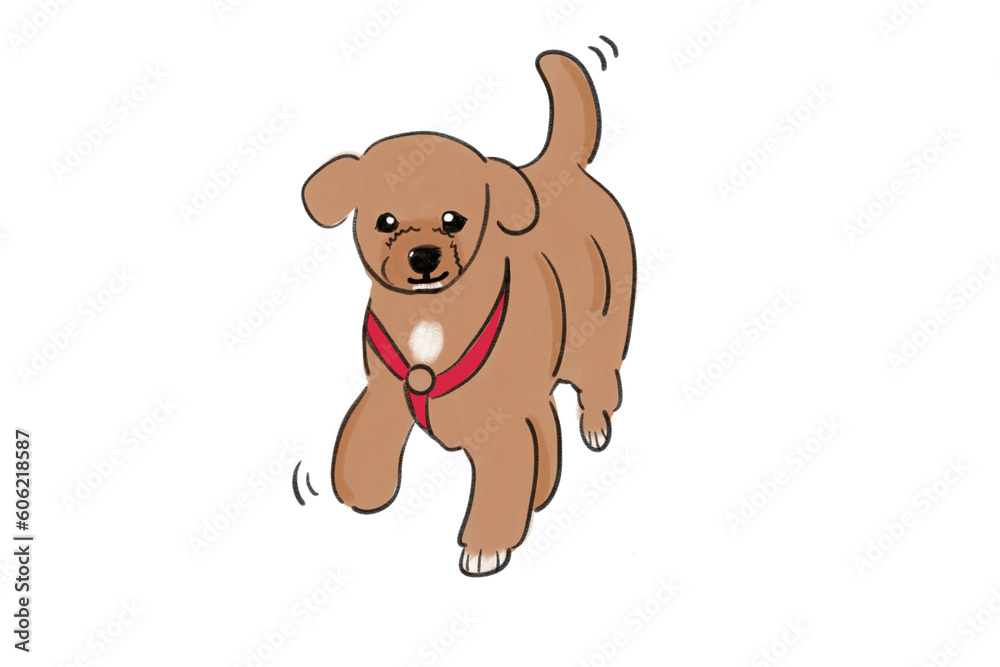 Obraz premium Poodle dog is sleeping and running. A cute pet dog. Toy poodle brown pet