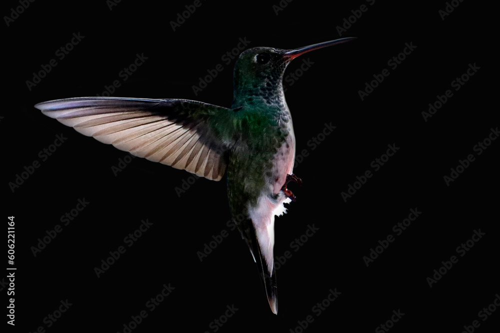 Fototapeta premium hummingbird in flight