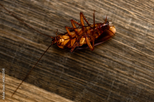 cockroach on a wooden floor 