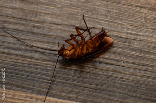 dead cockroach on a wooden floor  © BeeBatch