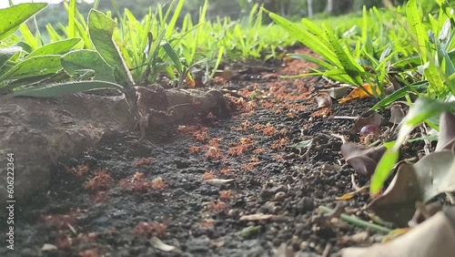 Sunlit ant path, red ants, leaf cutters, Costa Rica