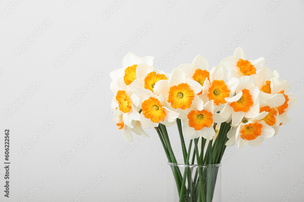 Vase with blooming narcissus flowers on white background, closeup