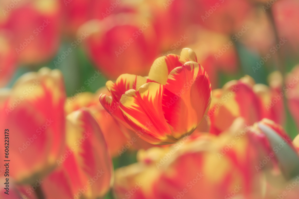 Fototapeta premium Tulipani