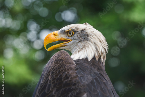 AQUILA DI MARE TESTABIANCA